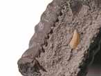 Cirripède pédonculé divers fossile du jurassique Boulonnais